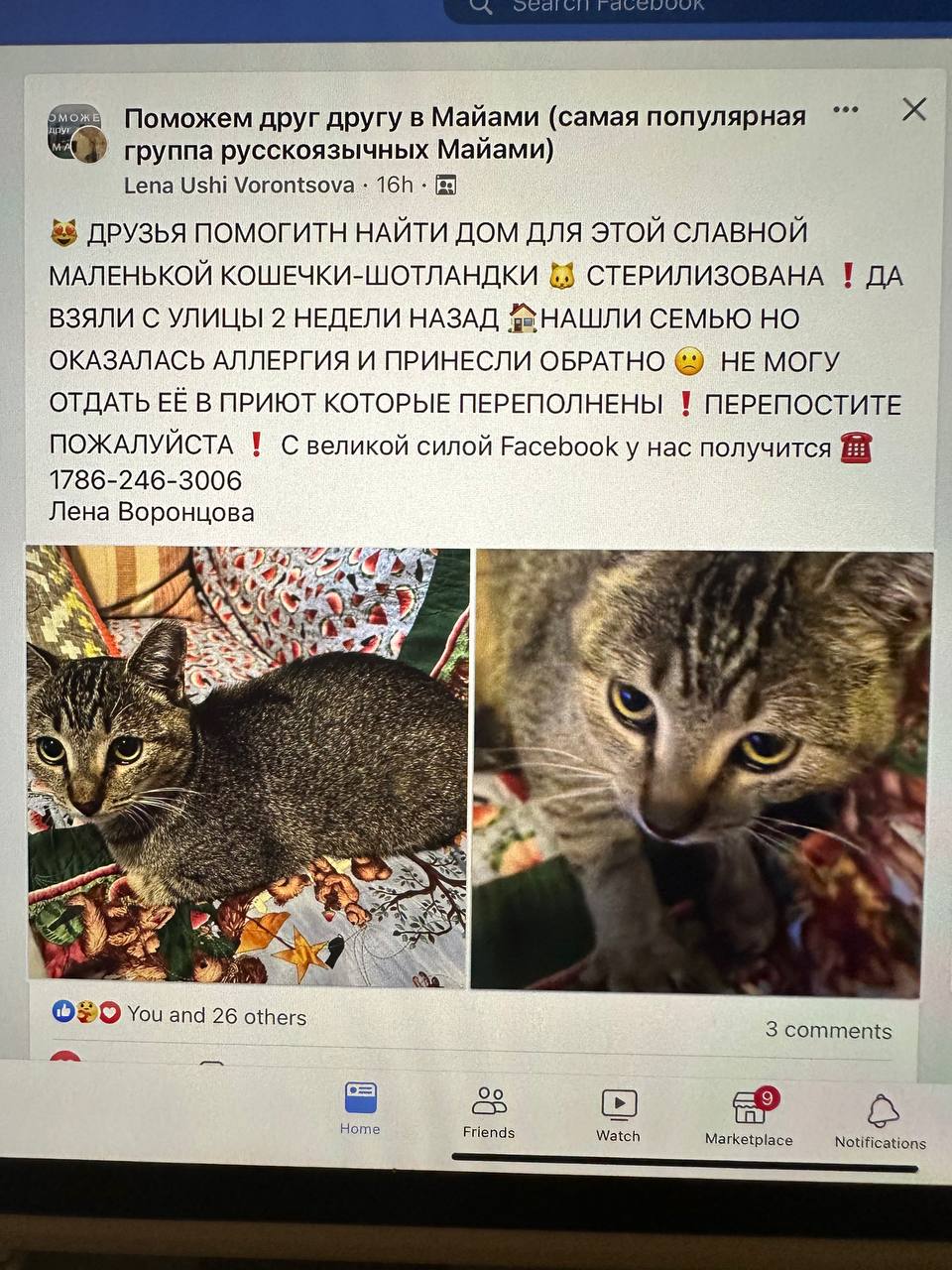 Предлагаю животные в Майами