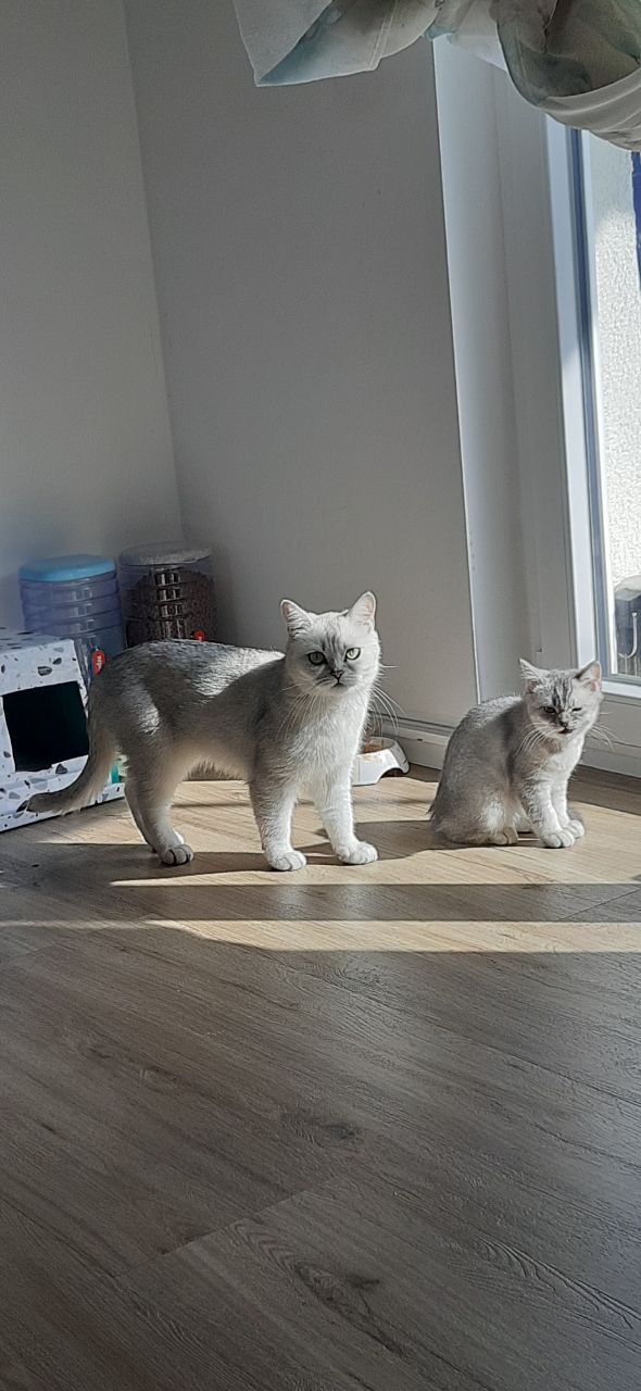 Предлагаю животные в Берлин