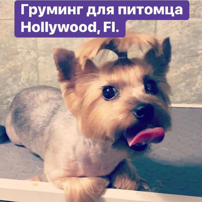 Предлагаю услуги в Майами Груминг